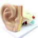 Human Ear Template Outdoor Ear Medium Ear Inner Ear Ear Structure Model Adapted for Teaching