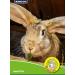 Anco Just 4 Pets Carrot Nibbles Chew Toy for Rabbits & Guinea Pigs - Buy Online on GoSupps.com