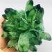1pc Natural Crystal Green Beautiful Flame Halo Quartz Crystal Cluster Specimen Decoration ZJGIDTEM (Size : 800-900g) - Buy Online on GoSupps.com
