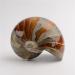 SOEJJWKP 1pc Original and Natural Stone Ammonite 200g-700g Suitable for Furniture Decoration WEISHENYIN 1pc 305g-400g - Buy Online on GoSupps.com