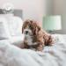 Talc Balancing Cream for Puppies & Kittens - 500ml | IV San Bernard - Gentle Cleaning for Young Animal Coats - Buy Online on GoSupps.com