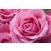 TERRE DE ROSE - Rose water 100 ml with pump - French handmade products - made in France - natural cosmetics - 100% vegetable origin - softness and natural - Buy Online on GoSupps.com