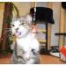 Purrs Dragonfly Prey Attachment- Fits PurrSuit Frenzy & DaBird wand Cat Toys - Buy Online on GoSupps.com