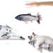 Interactive Bangshou Catnip Fish Toy - Electric Plush Carp for Cats & Kids | Washable Cat Toys - Buy Online on GoSupps.com