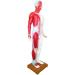 Acupuncture Template - Acupuncture and Male Muscle - 85cm - Half Skin and Half Point Point and Meridians Anatomy - Buy Online on GoSupps.com