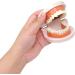 Honbay Standard Teeth Model with Toothbrush | Adult Dental Demonstration Teaching Supplies - Buy Online on GoSupps.com