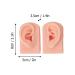 Silicone Ear Model - Soft Flexible Ear Display Mold in 3 Colors | 3 Pairs Simulation for Beauty Salons - Buy Online on GoSupps.com
