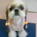50 Dog Hair Accessories - Pet Hair Clips & Bows for Small Dogs Cats & Puppies - Random Colors - Buy Online on GoSupps.com