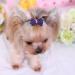WVRLY 15Pcs Puppy Dog Hair Bow with Alligator Clips Pet Hair Bows Pet Grooming Hairpin Kitten Bow Barrettes Small Dogs Bowknot Hair Clip for Puppies Cats and Other Small Pets - Buy Online on GoSupps.com