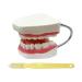 Youya 6-Fold Dental Brushing Teaching Model - Tooth Decay Evolution Display for Educational Use - Buy Online on GoSupps.com