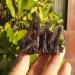 Crystal Rough 90-100g Natural Beautiful Black Quartz Crystal Cluster Tibetan Specimen - Buy Online on GoSupps.com