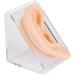 Silicone Ear Model for Acupuncture Practice | Realistic Fake Ear with Presentation Stand - International Shipping Available - Buy Online on GoSupps.com