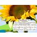 Babo Botanicals Baby Face Mineral Sunscreen Stick SPF 50 - 70% Organic Ingredients, Zinc Active, Water-Resistant, Reef-Friendly, Fragrance-Free - 0.6 oz - Buy Online on GoSupps.com