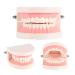 TYTOGE Standard Dental Model - PVC Teaching Tool for Kids | Dental Study & Instruction - Buy Online on GoSupps.com