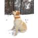 Regal Dog Products Waterproof Dog Halfband Collar for Small Medium & Large Dogs - Orange | Durable & Stylish Dog Collars for Puppies to Large Breeds - Buy Online on GoSupps.com