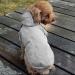 Ducomi 100% Cotton Hooded Dog Sweatshirt - Warm Monochrome Sweater for All Breeds - XS to 9XL Sizes - Gray (M) - Buy Online on GoSupps.com