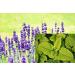 Smell Moments Whirlpool Fragrance - Lavender Lemon Balm 500ml | Natural Essential Oils Bathing Additive | Cruelty-Free - Buy Online on GoSupps.com