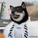 Stylish Dog Coats for Small Breeds - Winter Hoodies & Jackets for Schnauzer Corgi French Bulldog | XL White - Buy Online on GoSupps.com