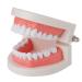 faruijie tooth model tooth models for dental students dentist model for children