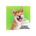 BARFTR Gold Barf 6 Kg Dog Food - Buy Online on GoSupps.com