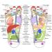 SHOP-STORY Reflexomat: Foot Reflexology Mat for Body Relief & Immune Support - International Shipping Available - Buy Online on GoSupps.com