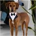 Caasfooy Dog Tuxedo Collar - Adjustable Smoking Bandana for All Sizes - Formal Wear for Small Medium & Large Dogs - Buy Online on GoSupps.com