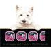 CESAR Adult Wet Dog Food Classic Loaf in Sauce Entr es - Porterhouse Steak 100g Tray (24 Pack) Porterhouse 100 g (Pack of 24) - Buy Online on GoSupps.com