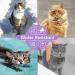WEALLIN 2PC Grey Cats Repellent Collars - Strong and Long-Lasting Deterrence, Water-Resistant & Adjustable - Buy Online on GoSupps.com