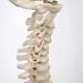 3B Scientific A18/21 Mini Human Spinal Column Model "Flexible" on Base 17.3-Inch Height - Buy Online on GoSupps.com