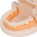 Standard Tooth Model & Dental Practice Tools - Anatomical Typodont for Teaching & Study - Buy Online on GoSupps.com