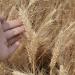 Dried Wheat Grass Bundle 100 Pcs Dry Wheat Grass Bouquet Natural Dried Flowers for Harvest Home Kitchen Fireplace Church - Buy Online on GoSupps.com