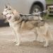 EXPAWLORER Chew Proof Retractable Dog Lead - Dual Extendable Reflective Lead for 2 Dogs, 5M Heavy Duty Double Lead for Small, Medium & Large Dogs - Buy Online on GoSupps.com