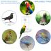 Automatic Bird Feeder No Mess Bird Feeder Acrylic Bird Cage Feeder Hanging Seed Food Container Perch Cage Accessories for Small Medium Budgerigar Canary Cockatiel Finch Parakeet Easy to Install Clean A-Transparent - Buy Online on GoSupps.com