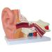 Axis Scientific Human Ear Model - 5X Enlarged 4D Anatomy Model with 3 Parts - Includes Base and Detailed Manual - Buy Online on GoSupps.com