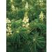 Buy Gesundo ORGANIC Lupin Flour - High Protein White Sweet Lupine - 2.5kg Bag - International Shipping Available - Buy Online on GoSupps.com