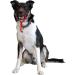 The Company of Animals Halti Head Collar for Dogs - Stop Pulling with Head Halter Collar - Black - Buy Online on GoSupps.com