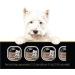 CESAR Filets in Sauce Wet Dog Food - New York Strip 100g (Pack of 24) Tray New York Strip 100 g (Pack of 24) - Buy Online on GoSupps.com