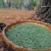  China Medicinal Herb 100% Natural Dried Pine Needle Tea 250 Grams per Bag - Buy Online on GoSupps.com