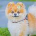 Yaodhaod 20 Pcs Cute Multi-Colored Dog Hair Accessories - Small Bone & Water Drop Hairpins for Dogs Cats & Pets - Buy Online on GoSupps.com