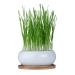 Pfotolymp Cat grass bowl set - contains ceramic bowl bamboo coatings coconut seeds and small spades germ glass for sprouts round vase