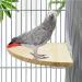 Bird Wood Perch Platform Stand Chew Toy for Parakeet Cockatiel Lovebird Conure Finch African Grey Canary Cockatoo Hamster Chinchilla Guinea Pig Gerbil Rat Cage Accessories XL: 7.87* 7.87inch/ 20* 20cm