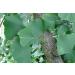 SAFLAX - Ginkgo - 4 seeds - Ginkgo biloba - Buy Online on GoSupps.com