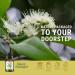 Lemon Myrtle Essential Oil - Pure Therapeutic Grade - Invigorating Citrus Aroma - 5ml - International Shipping Available - Buy Online on GoSupps.com