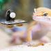 2pcs Reptile Water and Food Bowl Artificial Maple Leaves Hanging Crested Gecko Feeding Ledge Plastic Suction Cup Reptile Water Dish Reptile Feeder - Buy Online on GoSupps.com