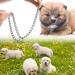 Dog Chain Collar Dog P Chain Choke Chain for Small Dogs Training Walking Teddy Samoyed Shiba Inu-SMALL - Buy Online on GoSupps.com