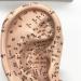 Buy Fhuili 16cm Human Acupuncture Ear Model - HD Chinese Medicine Training Tool for Acupoint & Meridian Study - International Shipping Available - Buy Online on GoSupps.com