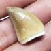 1 20-30mm Natural Animal Mosasaur Tooth Specimen which can be Used as a Gift Decoration Pendant Reiki Stone ERTEYIN - Buy Online on GoSupps.com