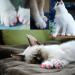 VICTHY 120pcs Colorful Cat Nail Caps with Adhesive and Applicators - Soft Claws Nail Covers for Pet Cats - Buy Online on GoSupps.com