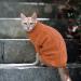 Classic Dog Sweater | Warm Turtleneck Puppy & Cat Coat | Winter & Holiday Pet Outfits | XXL Caramel - Buy Online on GoSupps.com
