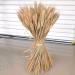 Dried Wheat Stems 100PCS Type 1 Dried Wheat Stalks Dried Wheat Sheaves Fake Dried Wheat Sheaves Stalks Bouquet Bundles Natural Wheat Stalks Bundle Dry Grass Bunch DIY Arrangements Primary - Buy Online on GoSupps.com